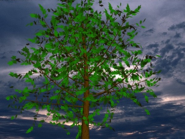 3ds max elm tree - elm tree.max by Animation Anchor Line